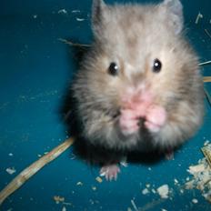 Hamster Gris [tidligere gnaver]