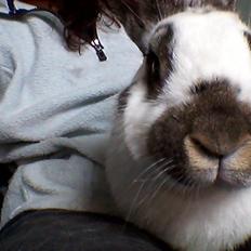 Kanin Jumping Jack Flash *Himmelhopper*