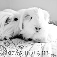 Marsvin Rose og Bøg's Fnug