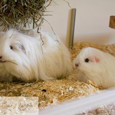 Marsvin Severins Kløver