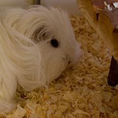 Marsvin Severins Kløver