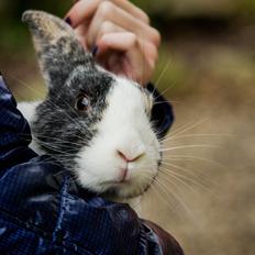 Kanin Sønderhops Bastian [04.05.10] - [08.07.16]