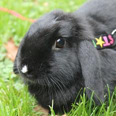 Kanin Wraae's Raiders Of The Lost Ark