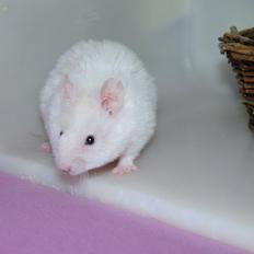 Hamster Willy Løvehjerte