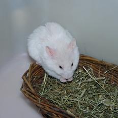 Hamster Willy Løvehjerte