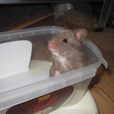 Hamster Simses Papaya