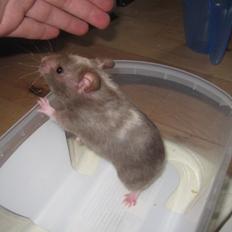 Hamster Simses Papaya