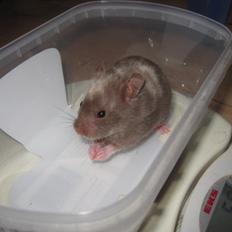 Hamster Simses Papaya