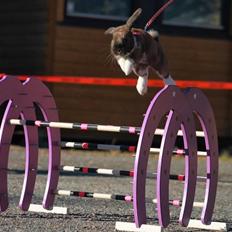 Kanin Shamigos Akitakata av Snöflingan