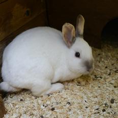 Kanin Stjernen´s Hummel!<3