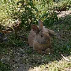 Kanin Stjernen´s Rivera!<3