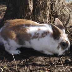 Kanin Stjernen´s Puma!<3