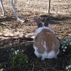 Kanin Stjernen´s Puma!<3