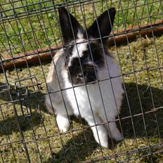 Kanin Stjernen´s Adidas!<3