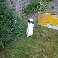 Kanin Stjernen´s Plet!<3 VERDENS BEDSTE! <3