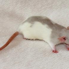 Tamrotte Prinsesse Estelle af Sverige (Champagne)