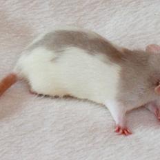 Tamrotte Prinsesse Estelle af Sverige (Champagne)