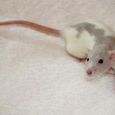 Tamrotte Prinsesse Estelle af Sverige (Champagne)