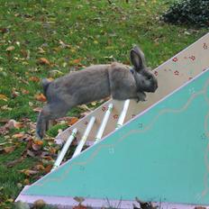 Kanin Sommerly's Sigrid Undset