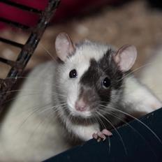 Tamrotte Hell´s Diva