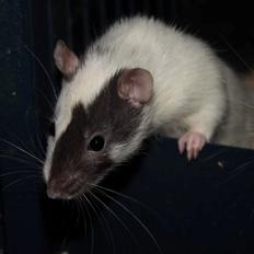 Tamrotte Hell´s Diva