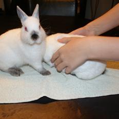 Kanin Hermelin Donna