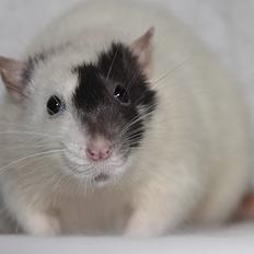 Tamrotte Hell´s Diva