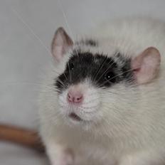 Tamrotte Hell´s Golden Crush