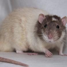 Tamrotte Hell´s Rufio the Magnificent