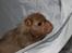 Hamster Simses Fiona