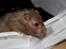Hamster Simses Fiona