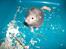 Hamster Gris [tidligere gnaver]