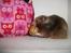 Hamster Gris [tidligere gnaver]