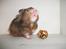 Hamster Gris [tidligere gnaver]