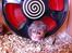 Hamster Gris [tidligere gnaver]