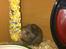 Hamster Gris [tidligere gnaver]