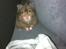Hamster Gris [tidligere gnaver]