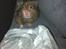 Hamster Gris [tidligere gnaver]