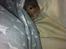 Hamster Gris [tidligere gnaver]