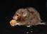 Hamster Gris [tidligere gnaver]