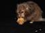 Hamster Gris [tidligere gnaver]