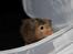 Hamster Gris [tidligere gnaver]