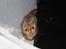 Hamster Gris [tidligere gnaver]