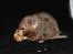 Hamster Gris [tidligere gnaver]