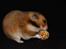 Hamster Champ. Lindes Reykjavik