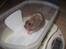 Hamster Simses Papaya
