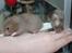 Hamster Simses Papaya