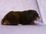 Hamster Hyggehulen's Diablo