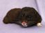 Hamster Hyggehulen's Diablo