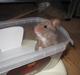Hamster Simses Papaya